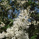 Syringa sweginzowii fleur